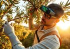 Agrimate: il futuro dell'agricoltura con realtà aumentata, robotica e intelligenza artificiale