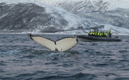 Salvare le balene con l’AI: dati e algoritmi proteggono i giganti del mare