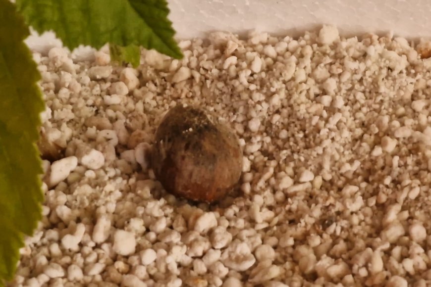 INTELLIGENZA ARTIFICIALE E PACCIAMATURA “VIVATTIVA”: LA NUOVA FRONTIERA DELLA TARTUFICOLTURA