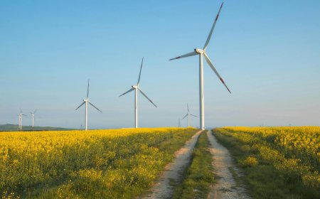 Quando l'intelligenza artificiale incontra i campi di colza: la scommessa di Datavault AI